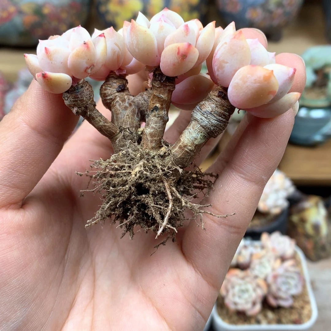 ?**蒿海棠花一物一拍整群