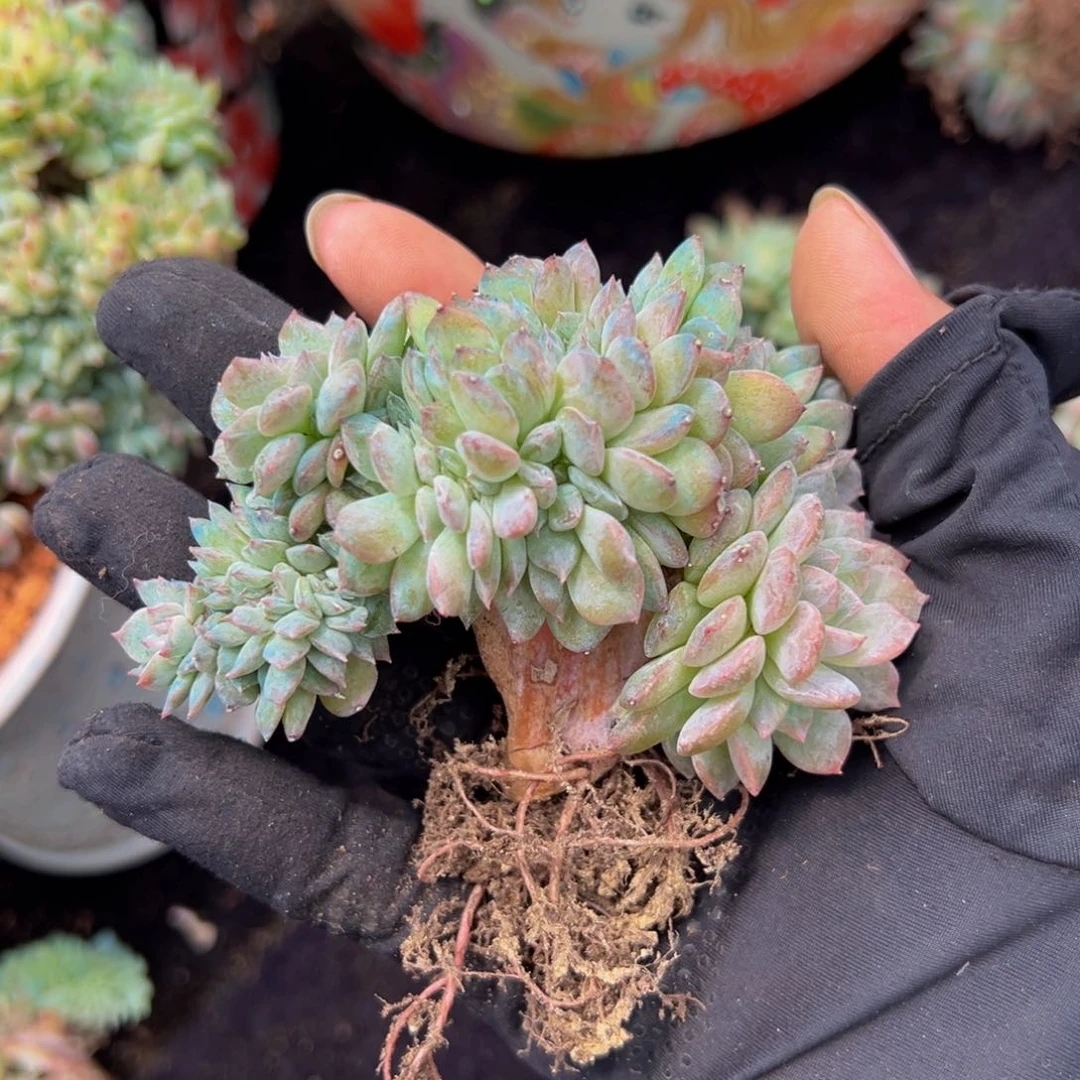 a*k天天开心荷花冰魄缀瑕