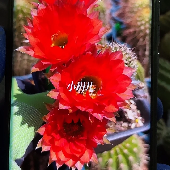 Cc287侧芽歪4公分以上满 18包邮