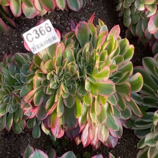 366女郎缀多肉植物