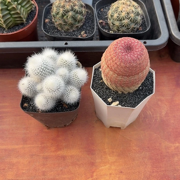 口**妹白小丁红太阳仙人球123