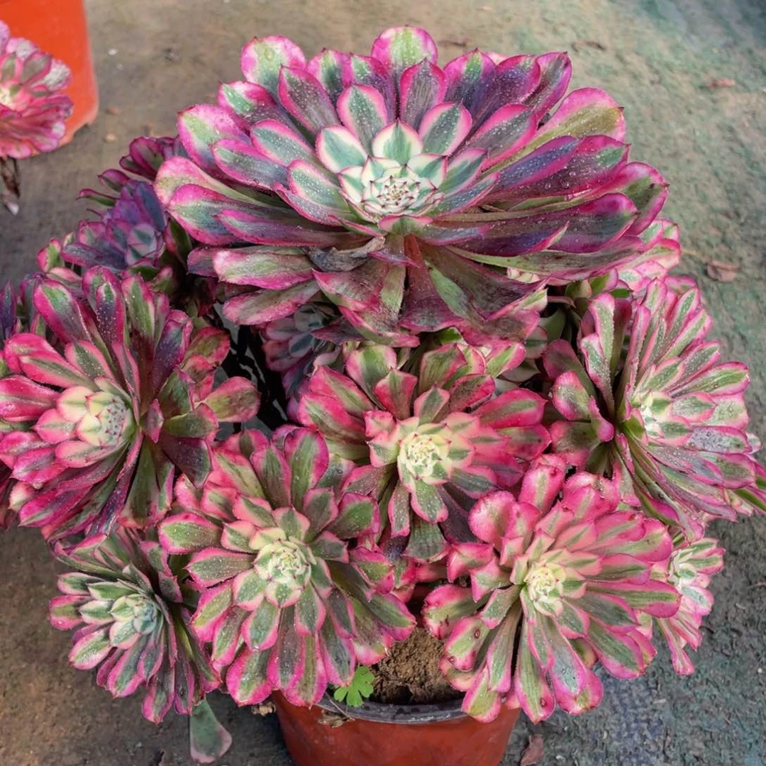 无**主736红铜白精品法师老桩