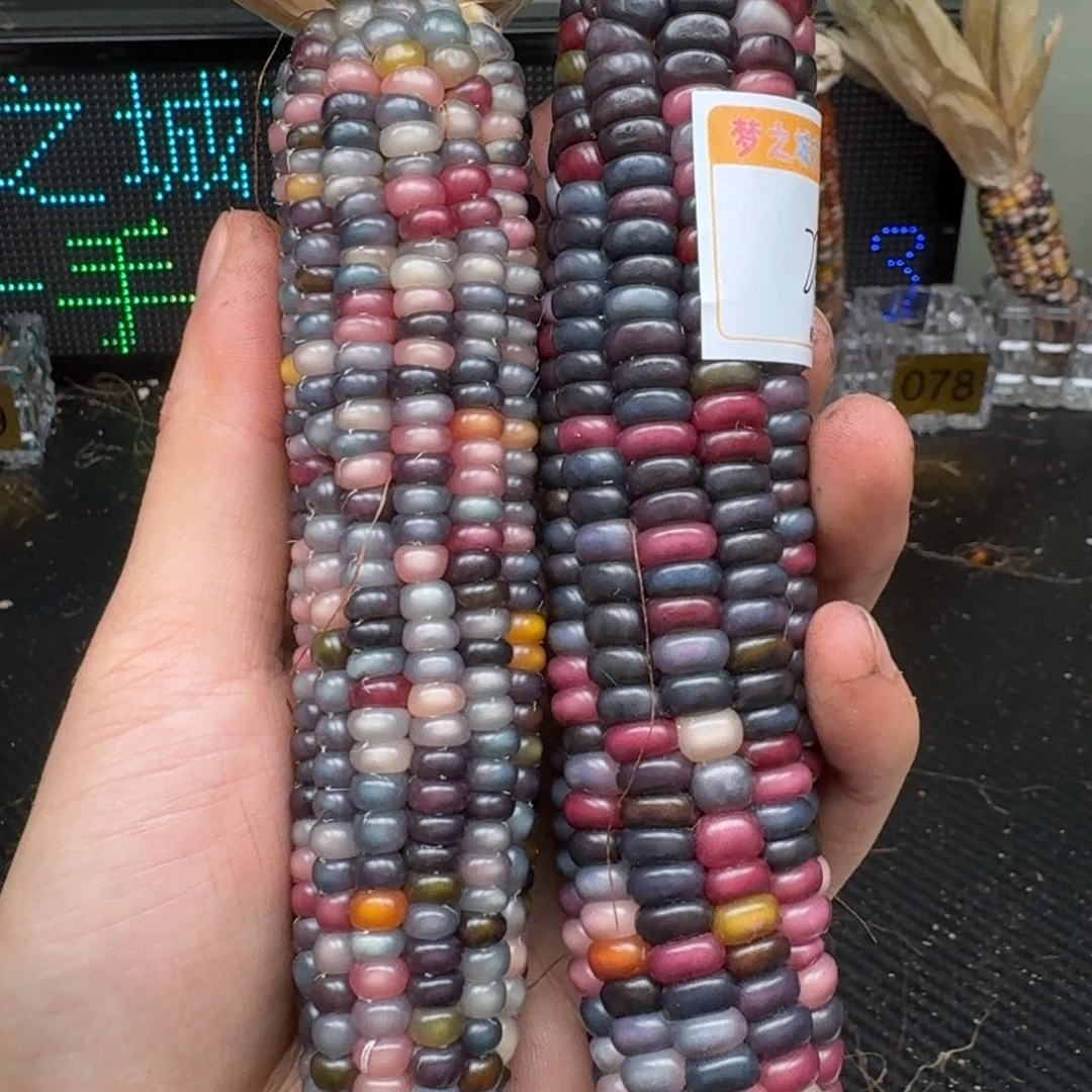 柏香籽/百香籽吊坠美*