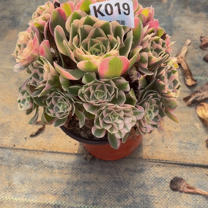 瑞妈多肉园艺019。爱神