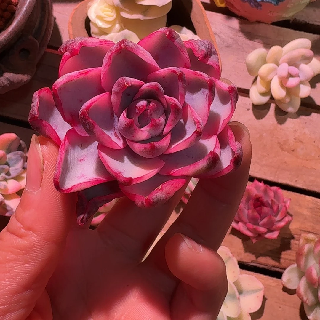 赫拉锦多肉多肉多肉