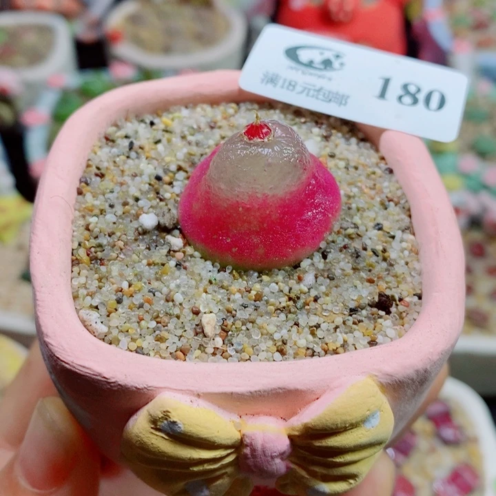 生石花花红红火火180