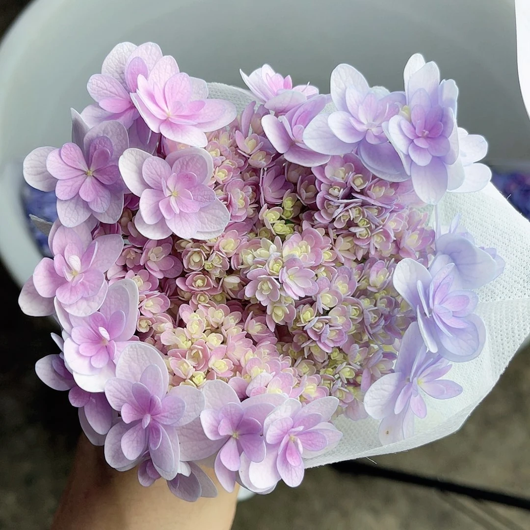 完全开放稀有绣球花317
