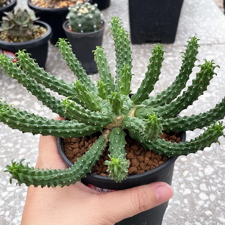 九头龙66666666666