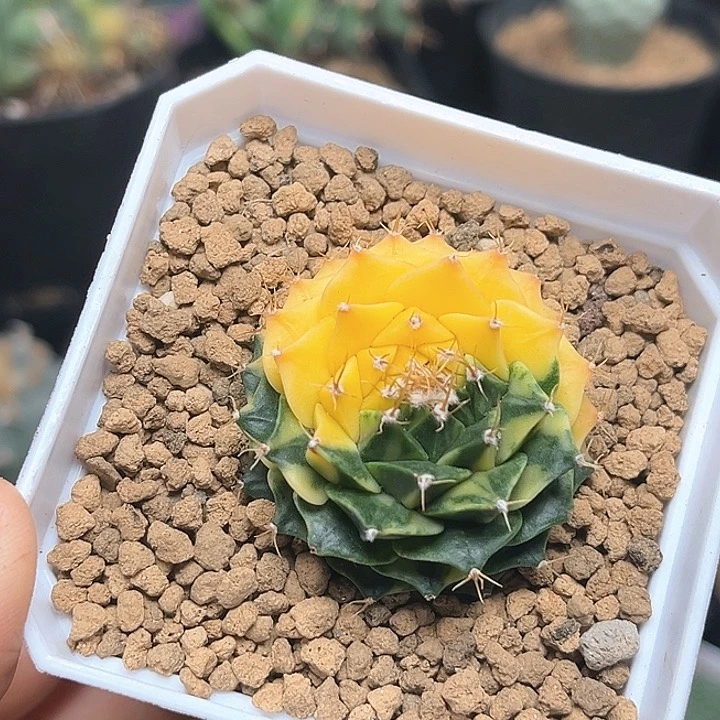 无花朵帝冠锦实生苗接自根带盆发货