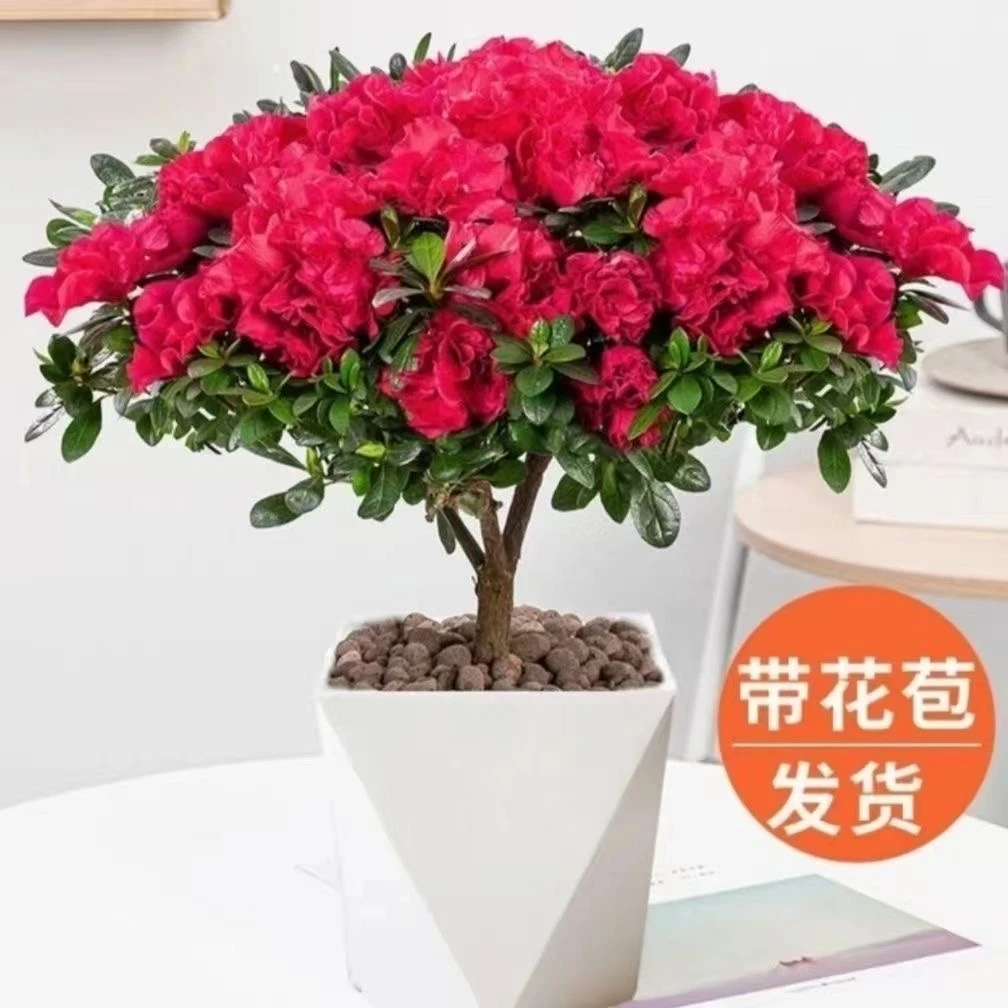 精选带花苞红杜鹃花盆栽独杆老桩四季开花庭院阳台好养花卉