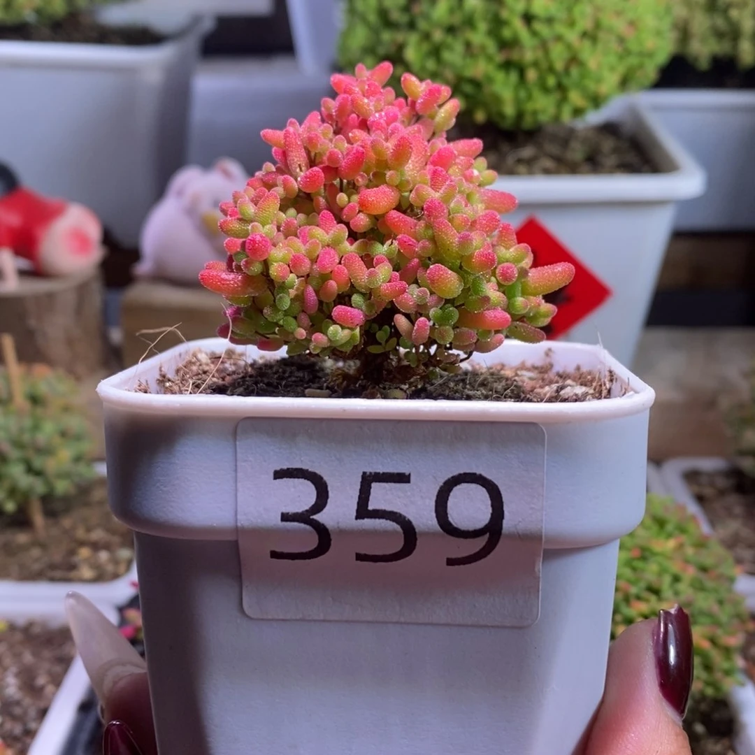 蜜橘飘桩带盆土发货一物一拍