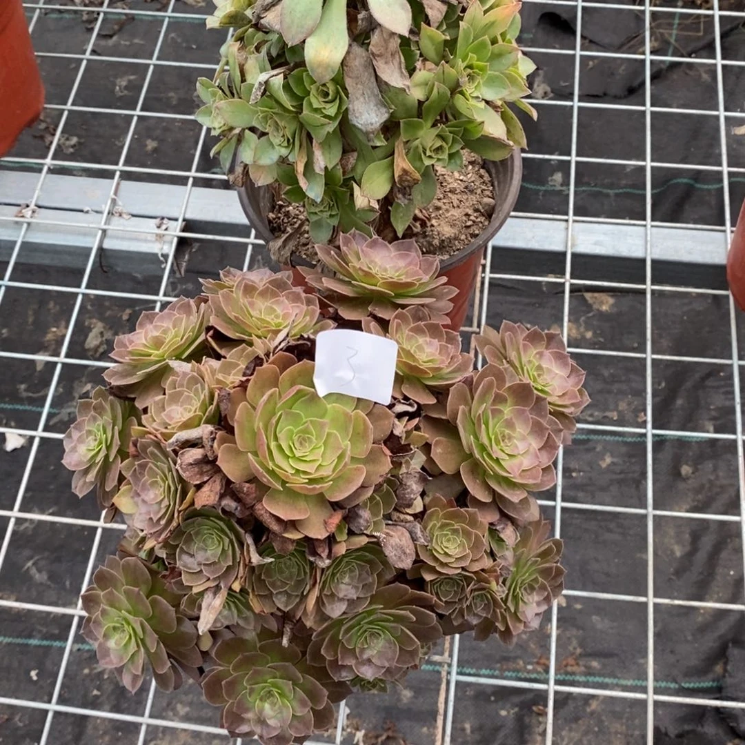 多肉植物组合拼盘3