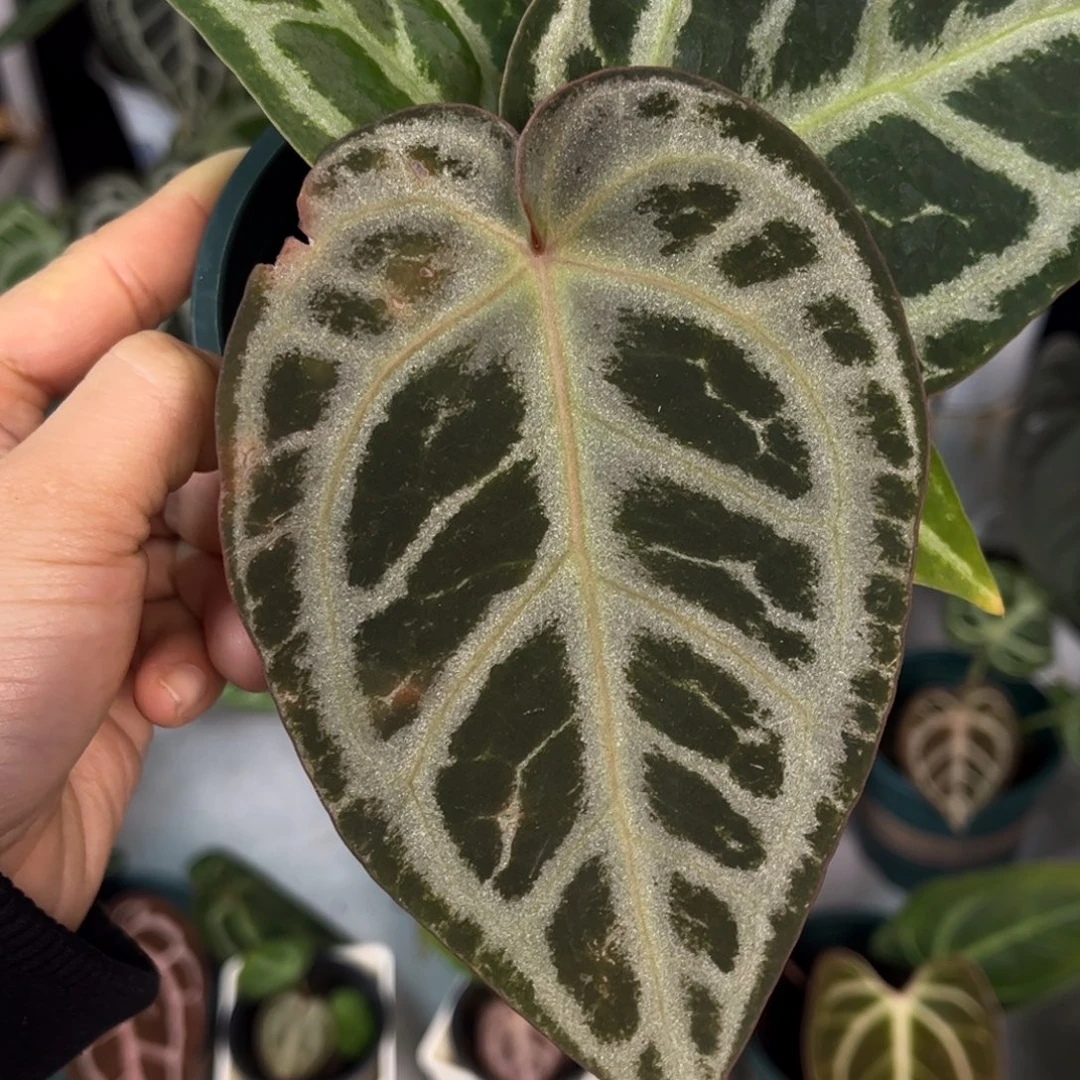 无花朵017 skg 银红