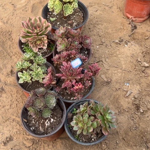 226多肉植物组合，