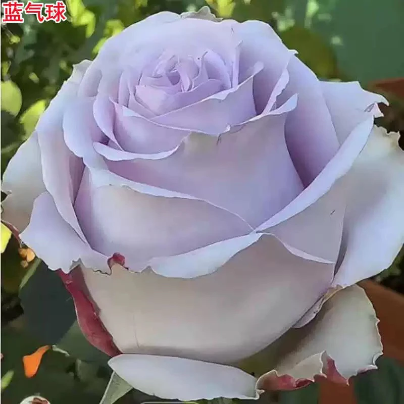 蓝气球切花月季灌木阳台庭院
