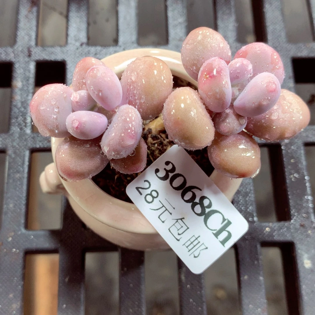 5厘米盆精控多肉3068