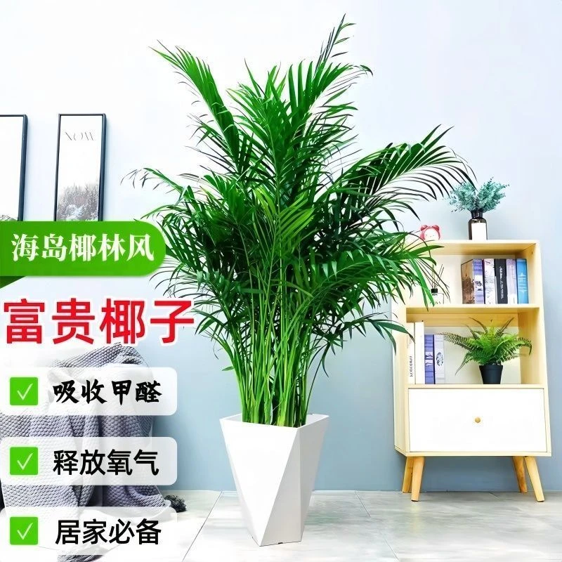 富贵椰子1.2米-1.4米大绿植客厅办公室好养活过冬植物散尾葵
