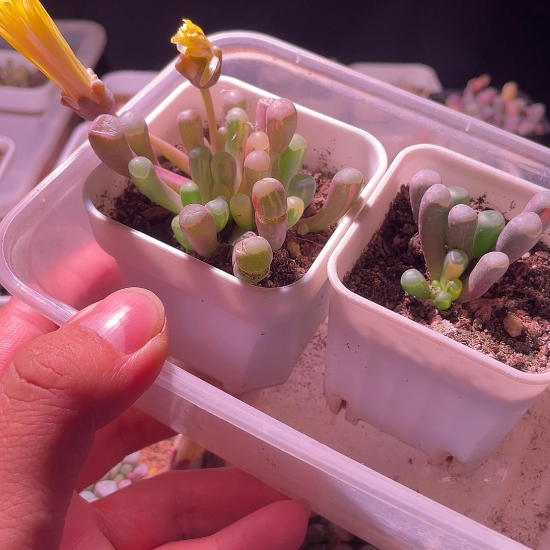 五十玲玉锦特价包邮不包损