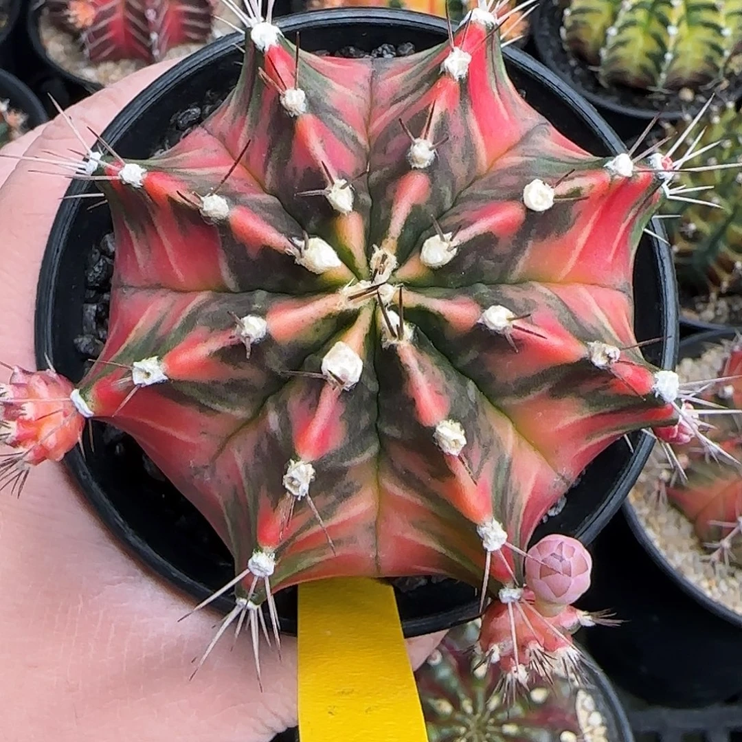 N47-1227泰国米哈多肉