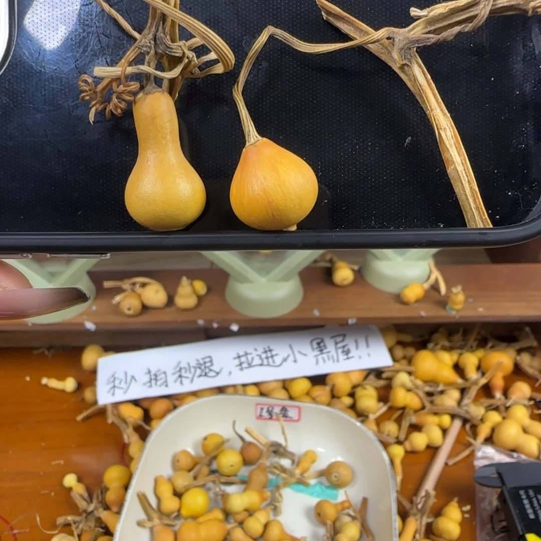 天然草里金小葫芦