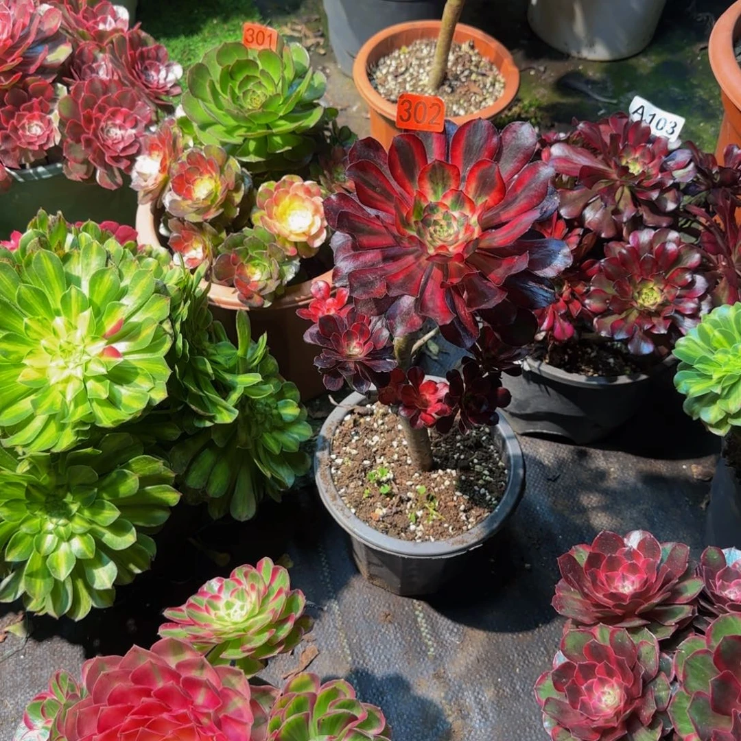 早***送302多肉法师锦11111