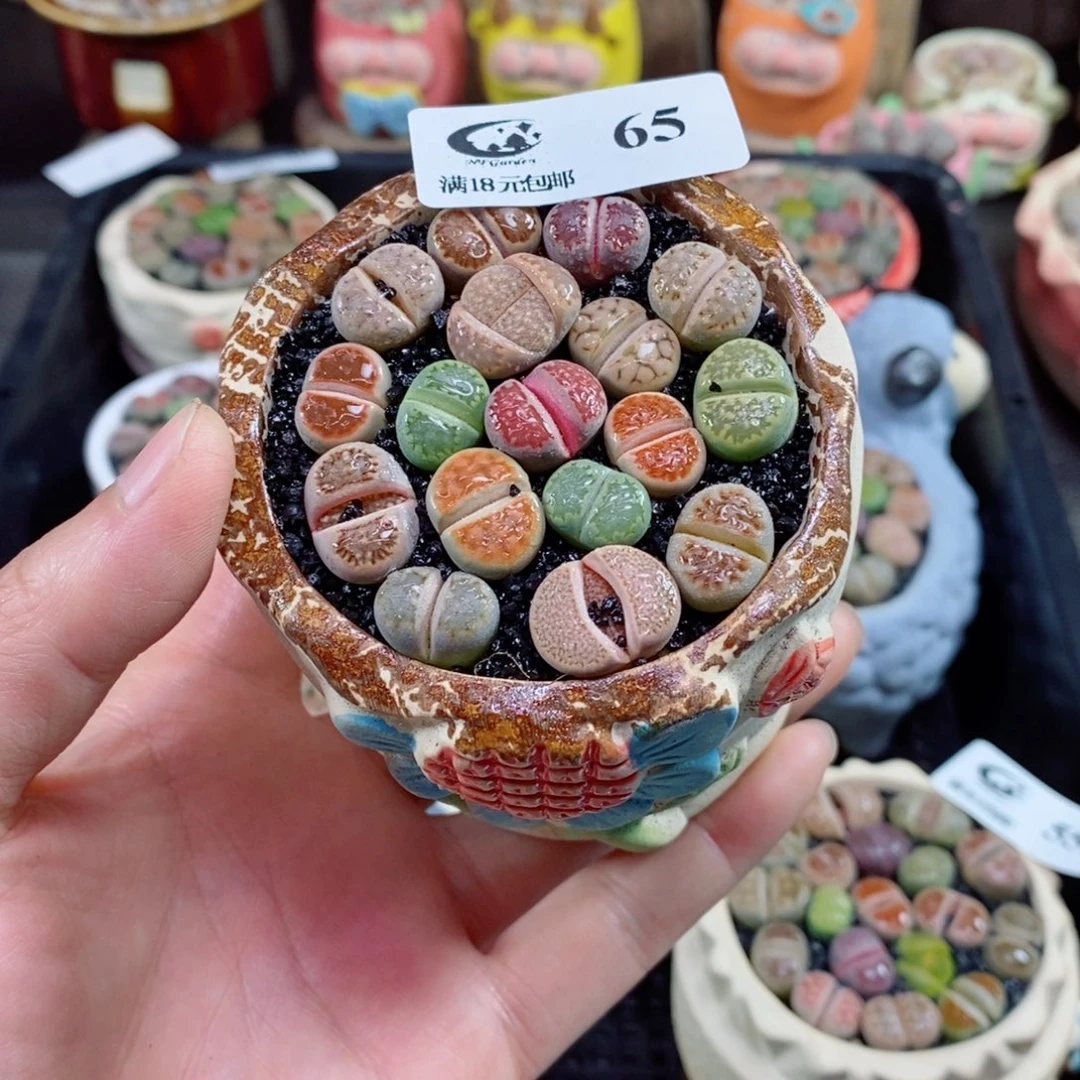 棕***力生石花花花花花花65