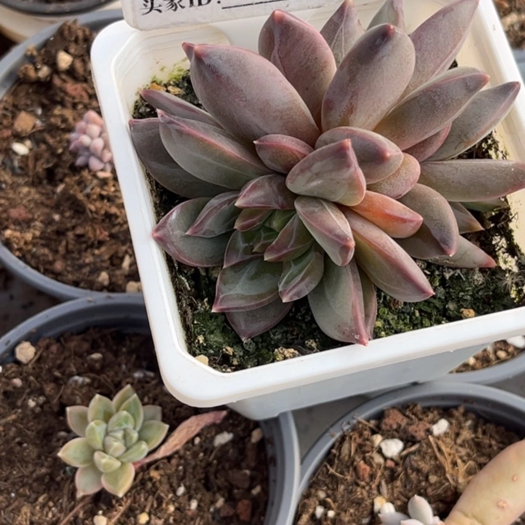 海***局美人系多肉植物20