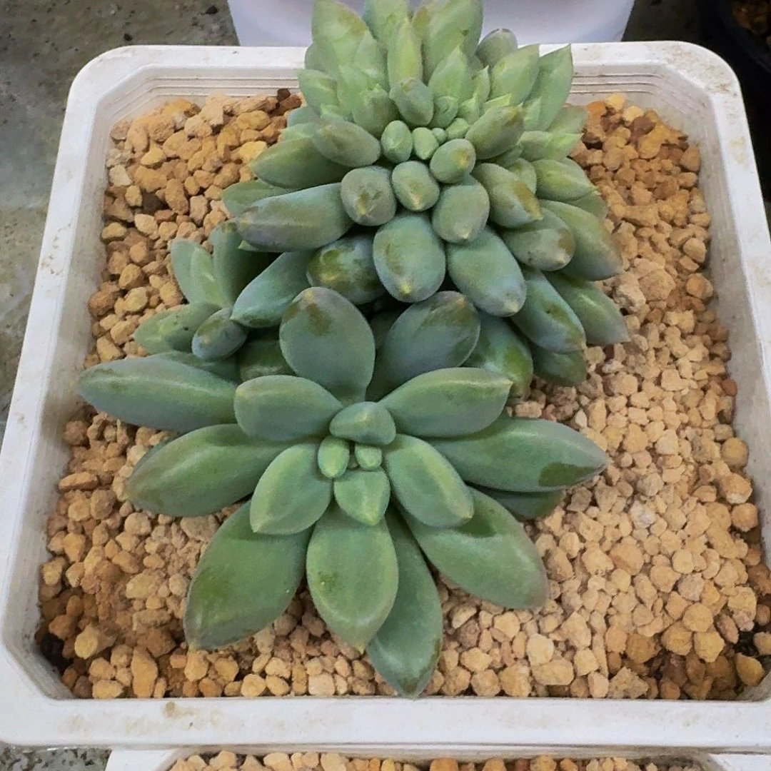 黄胖体 哥特 缀化 一物一拍