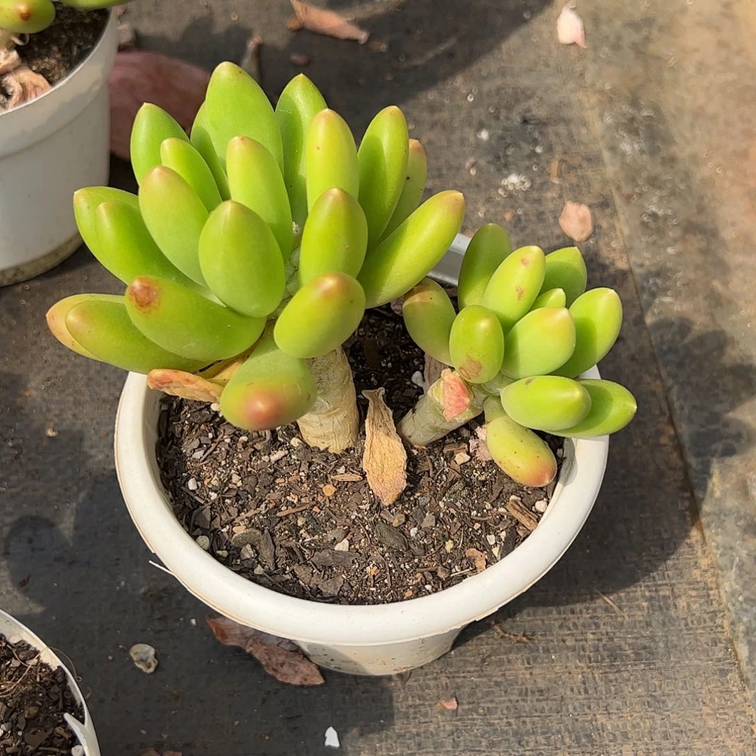 金禅双头起发整桩整群老桩