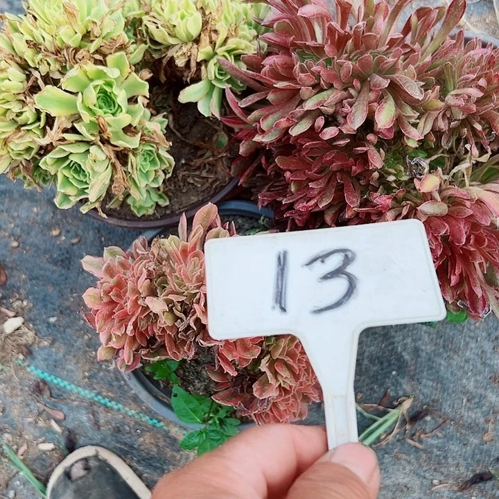 多肉植物组合3个不同