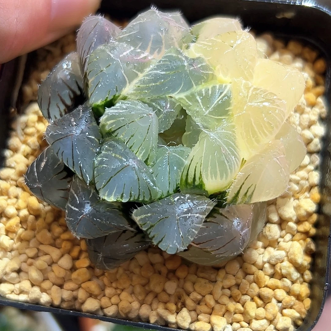 特大赤线锦部分糊斑