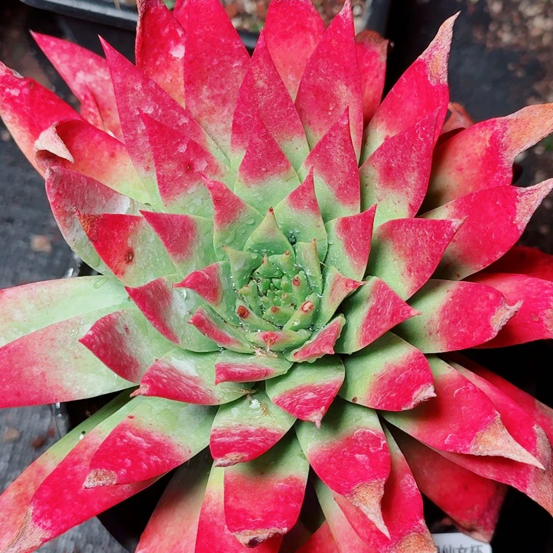 6347绿雪山仙女杯多肉