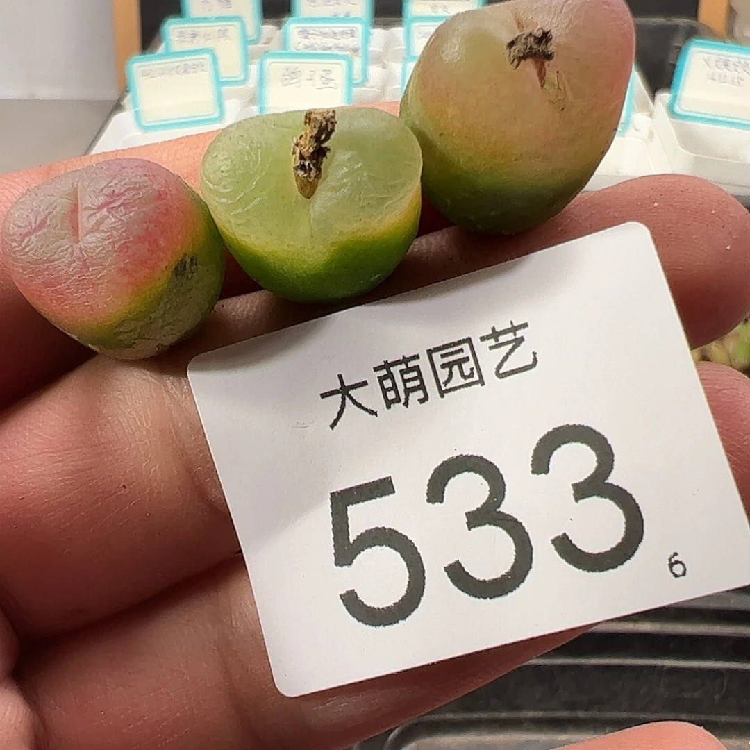 0000533 一物一拍……