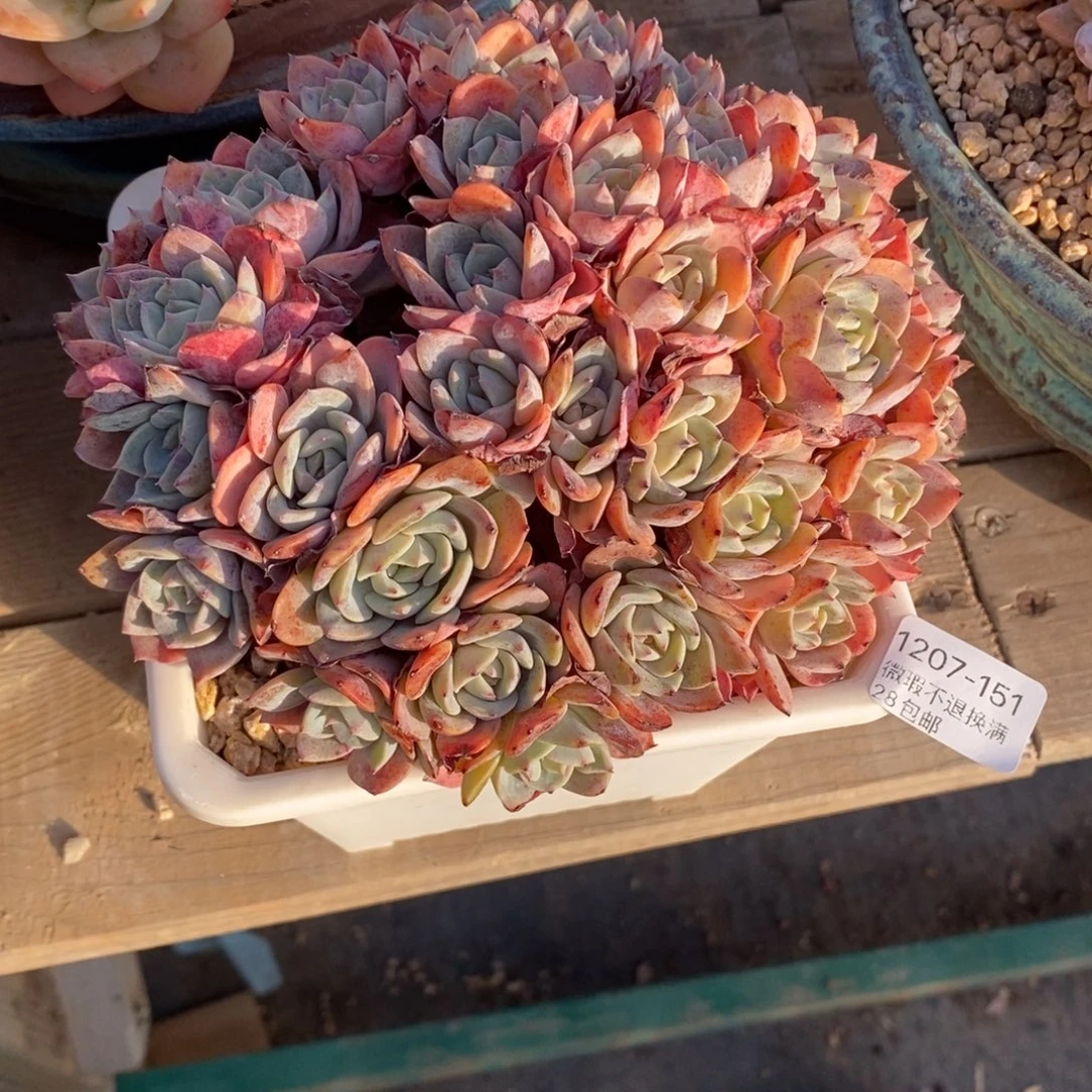 我***树151号多肉群漂亮的