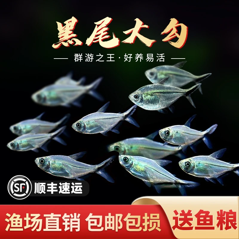 耐活黑尾大勾鱼草缸热带红绿灯小淡水红大勾扯旗灯科鱼群游观赏鱼