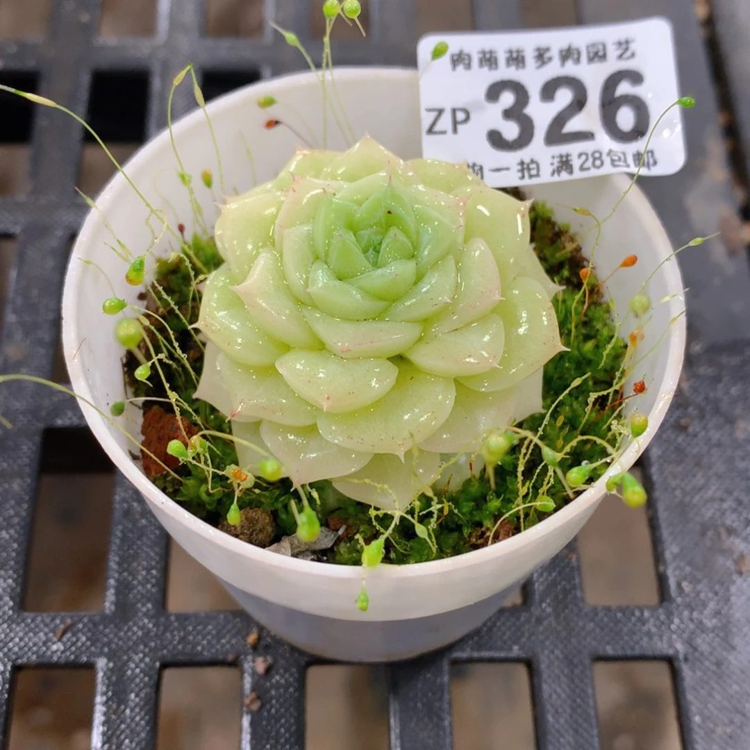 肉萌萌拇指盆精控多肉ZP326