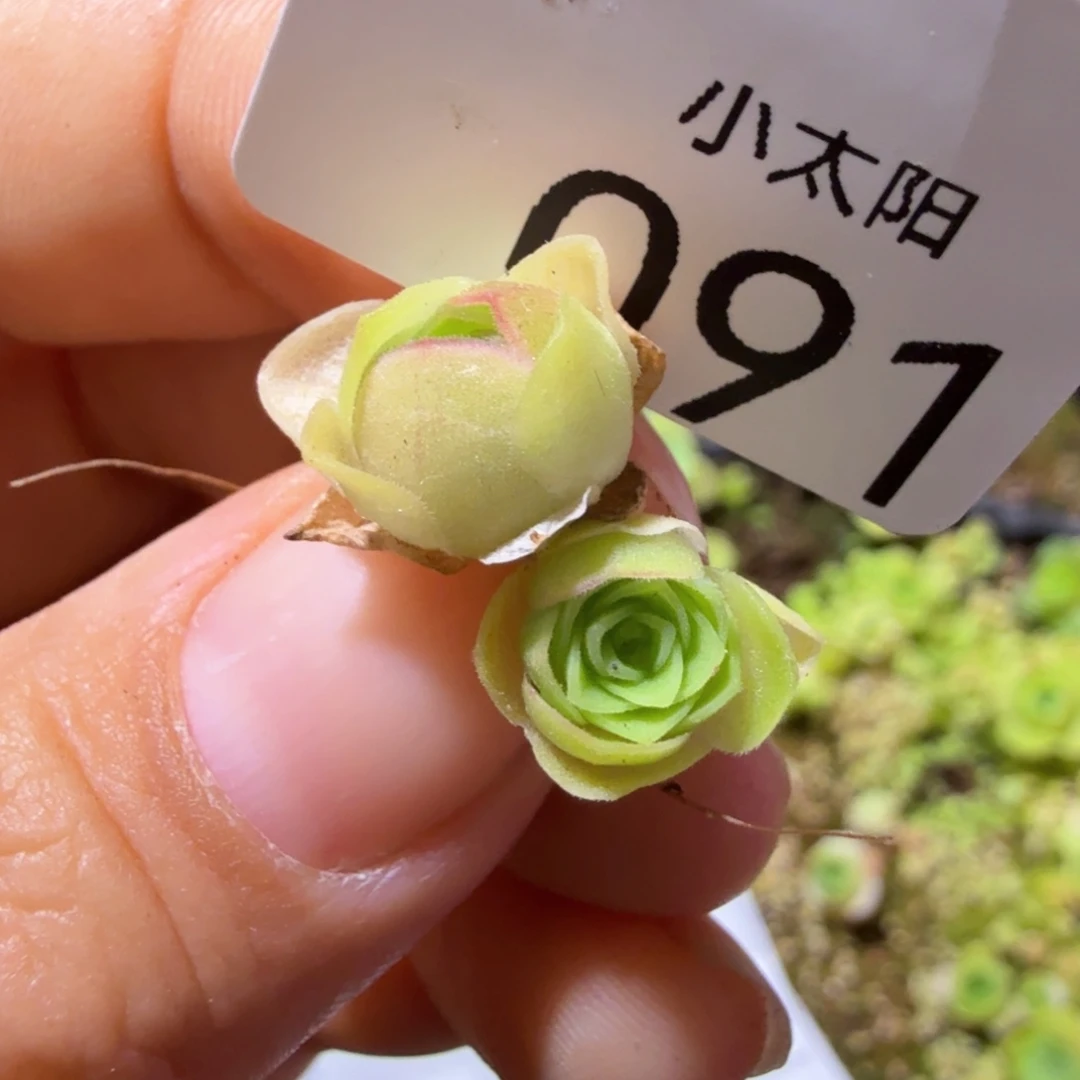 山地玫瑰。 91多肉