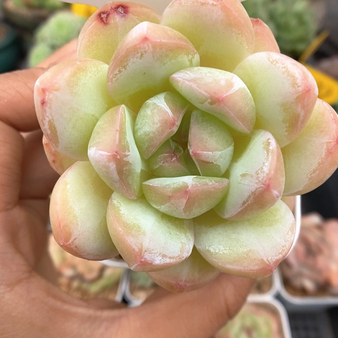 熊猫珍妮40号。