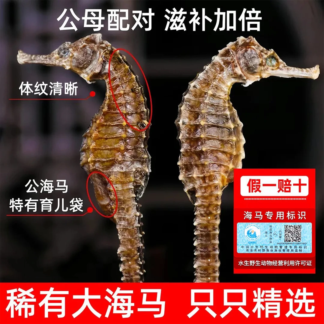 【华仔精选】精选优质海马 公母配对 10-13cm大个头 自然晒干