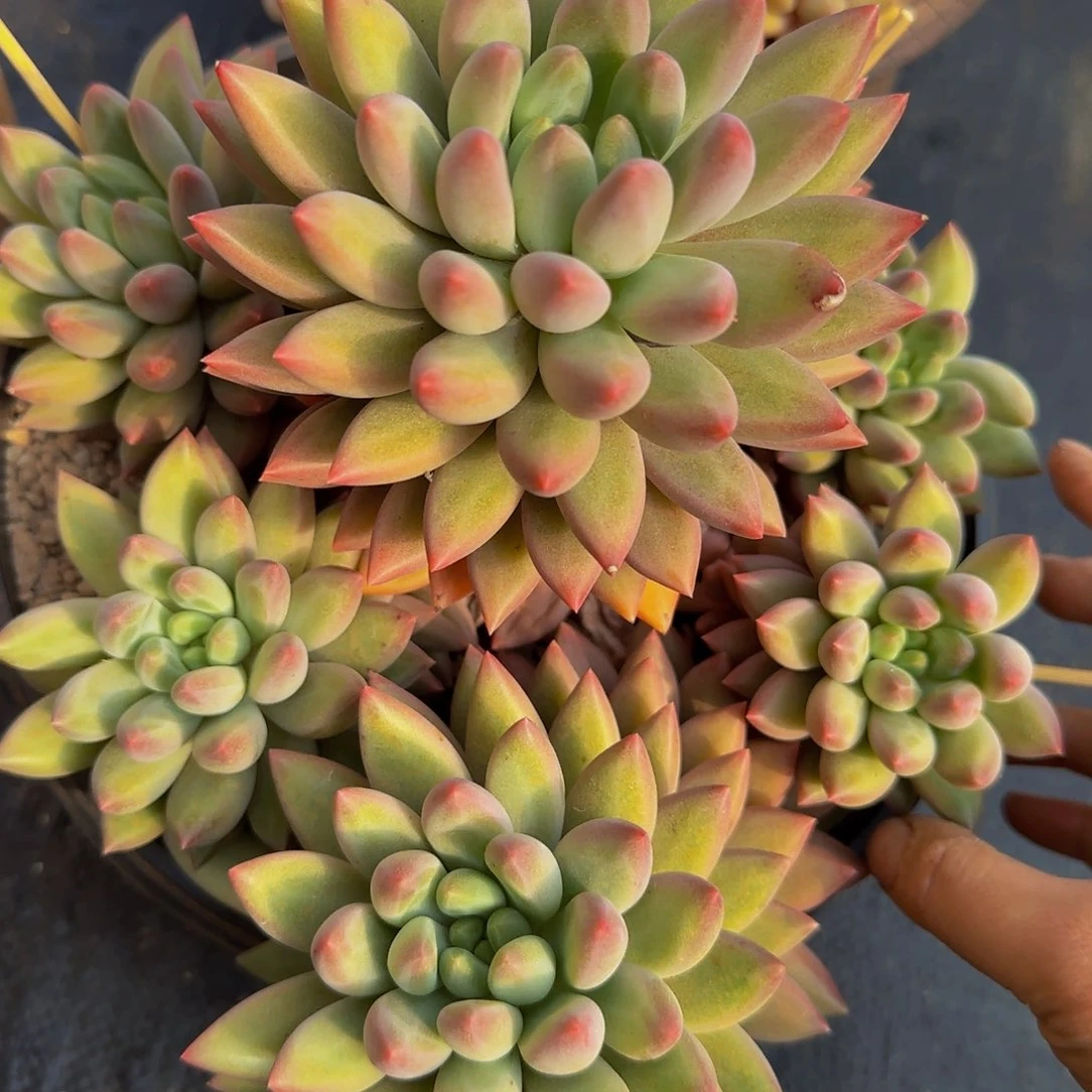 无花朵花****吖哦哦哦哦哦们