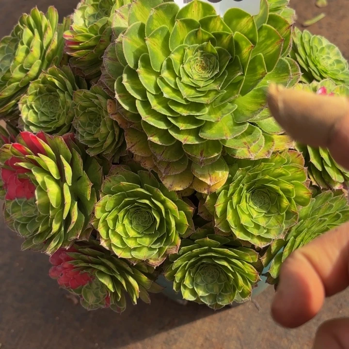 哈哈多肉葡萄福利288