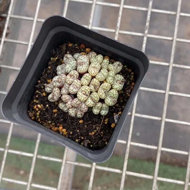 B***宝伯克利和格蕾纳等著名