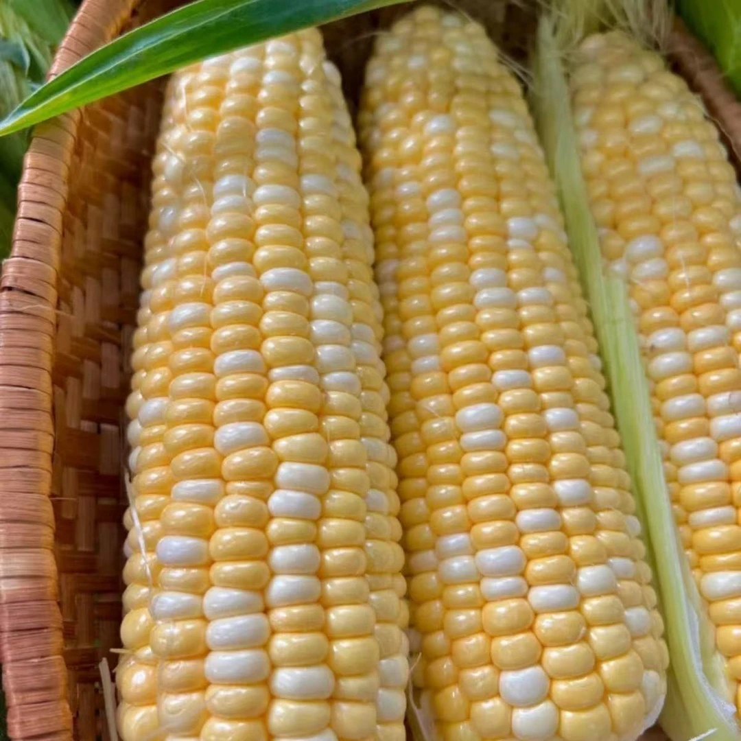 【顺丰包邮】水果玉米金银玉米生吃爆甜爆浆玉米现摘现发5斤装