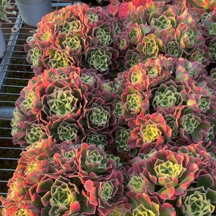 云南雨花石好看量拍一个