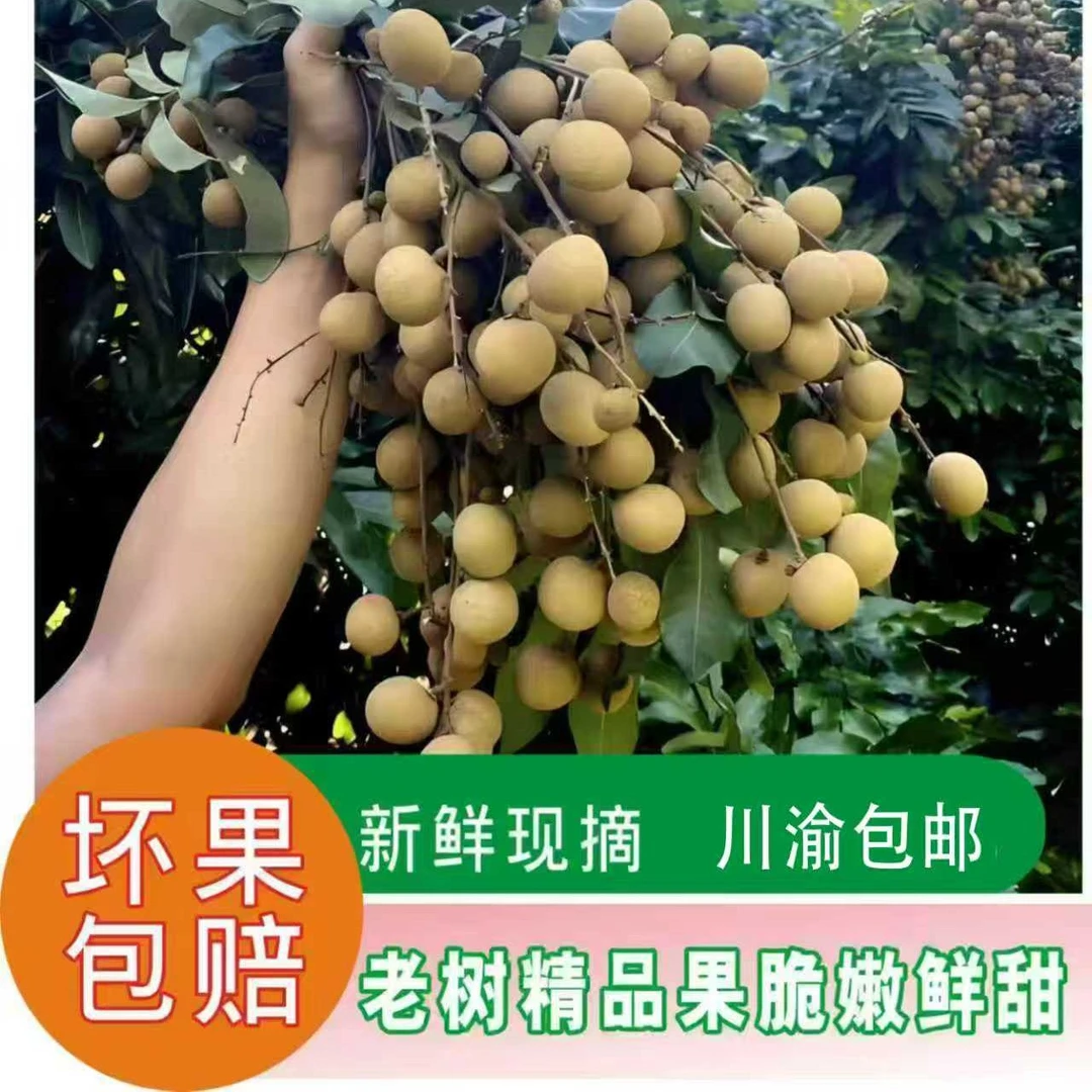 (川渝地区特惠9斤装)正宗泸州石硖桂圆,新鲜现摘现发,(省内包邮)