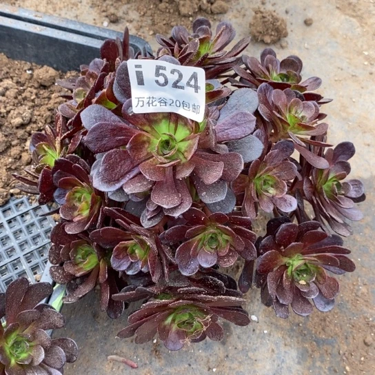 527给梅花多肉植物