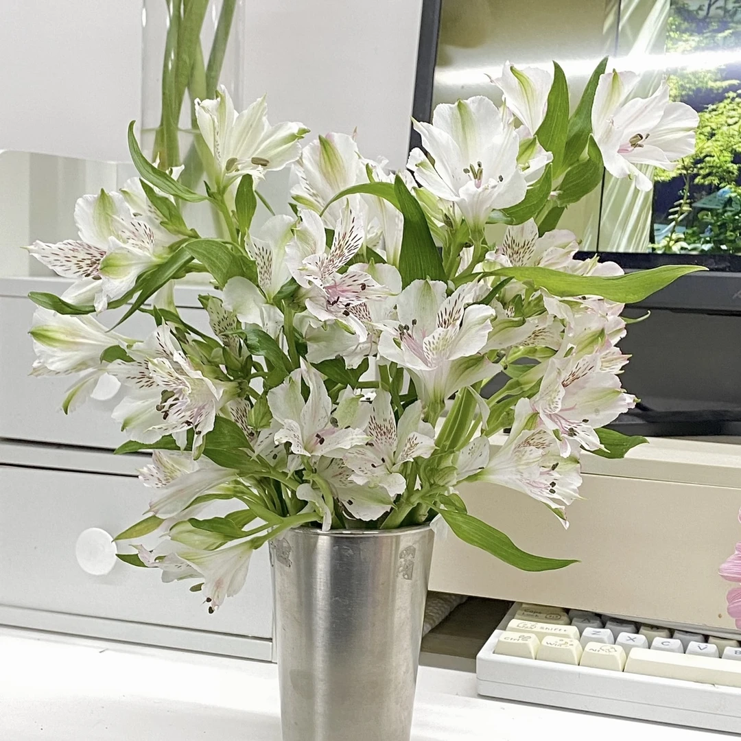 【白色水仙百合10支】全场任意两单包邮河南省今天拍明天到
