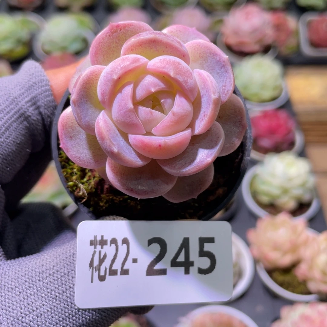 花利美22-245新品