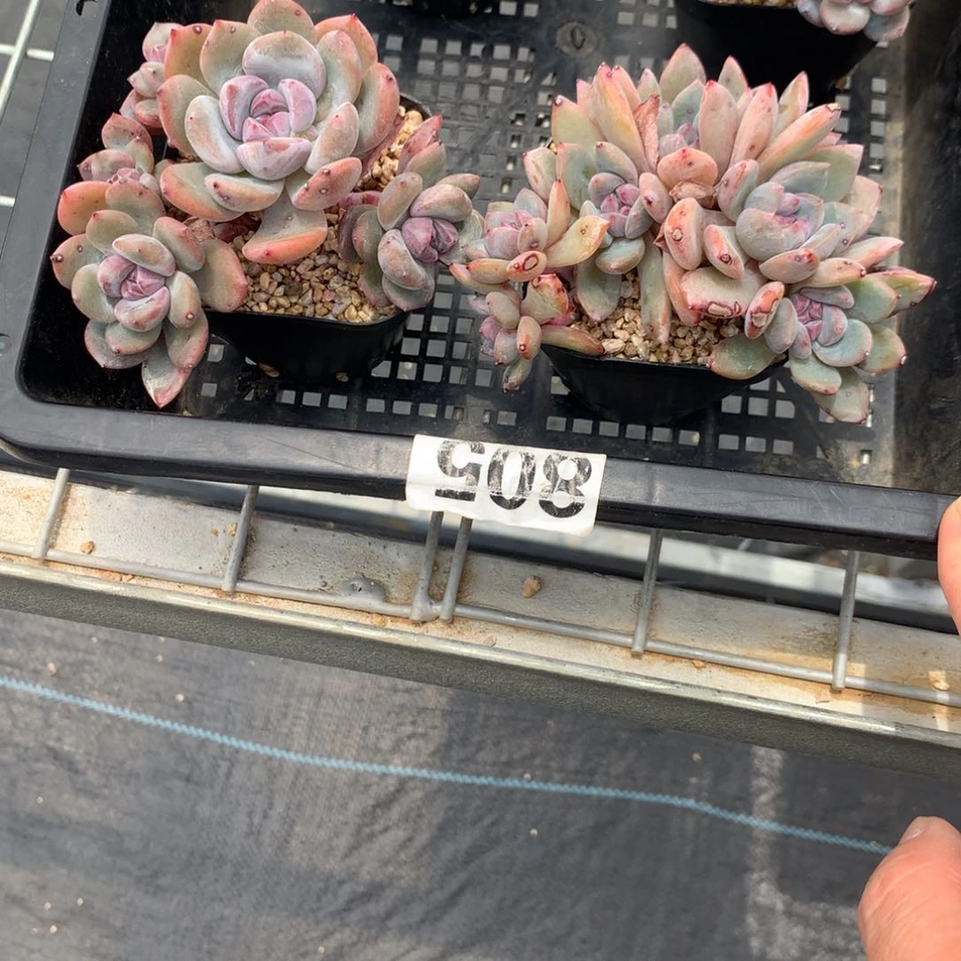 ๑****葵向日葵突尼斯发货多肉两个