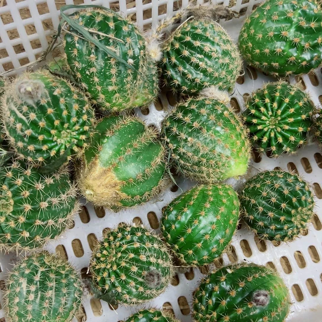 彩草 侧芽 10个花色 不标注名字 侧芽 满20包邮